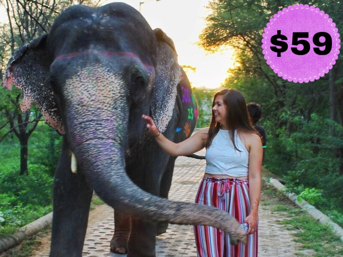 Day with the Elephants