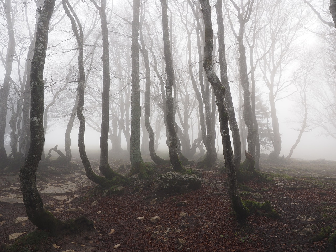 beech forest, fog, forest-779902.jpg
