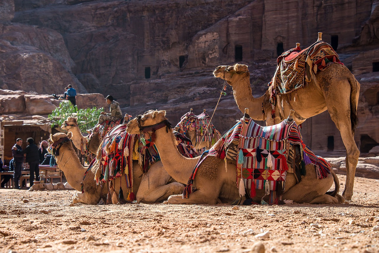 jordan, petra, camel-1846286.jpg
