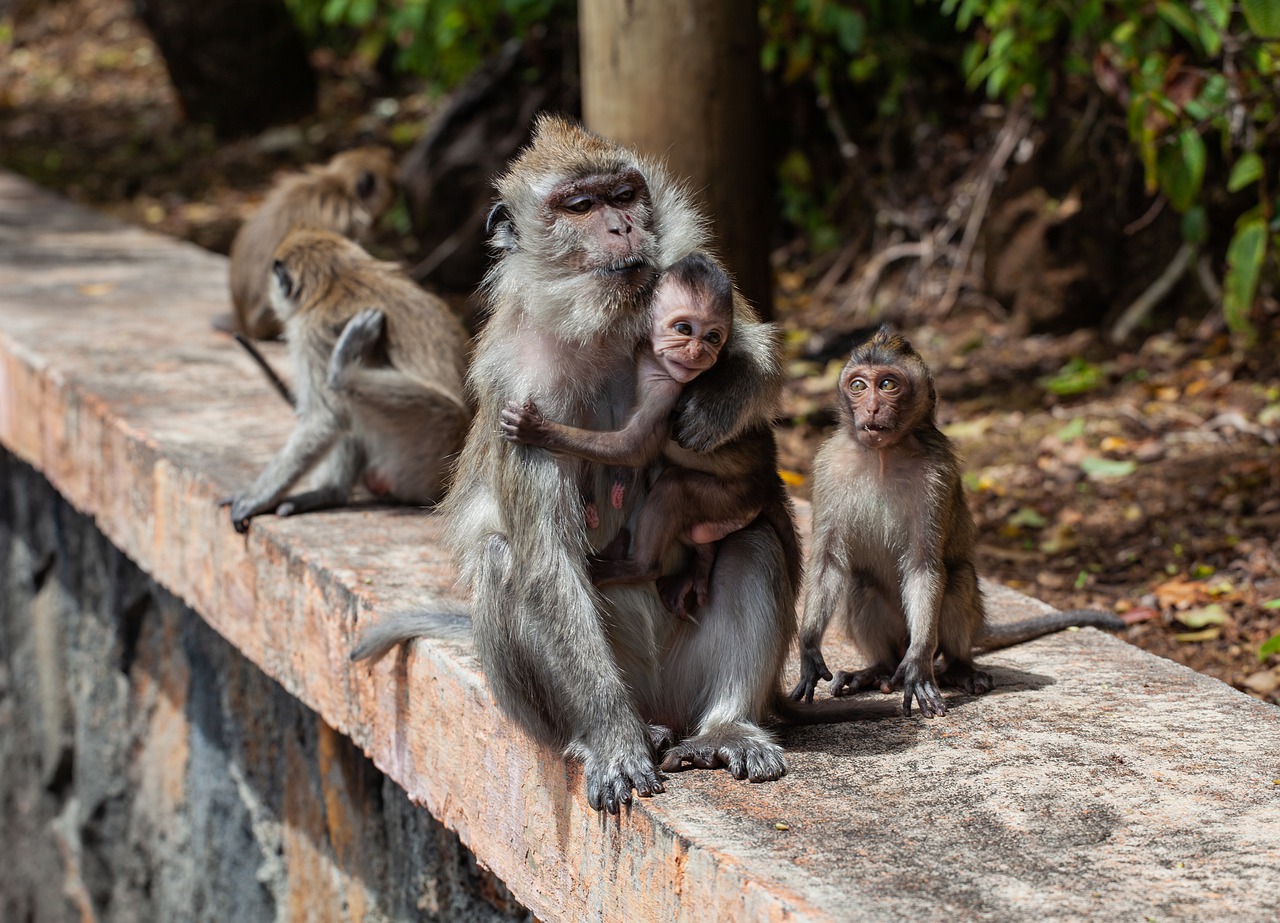 long tailed macaque, crab-eating macaque, macaque-4501437.jpg
