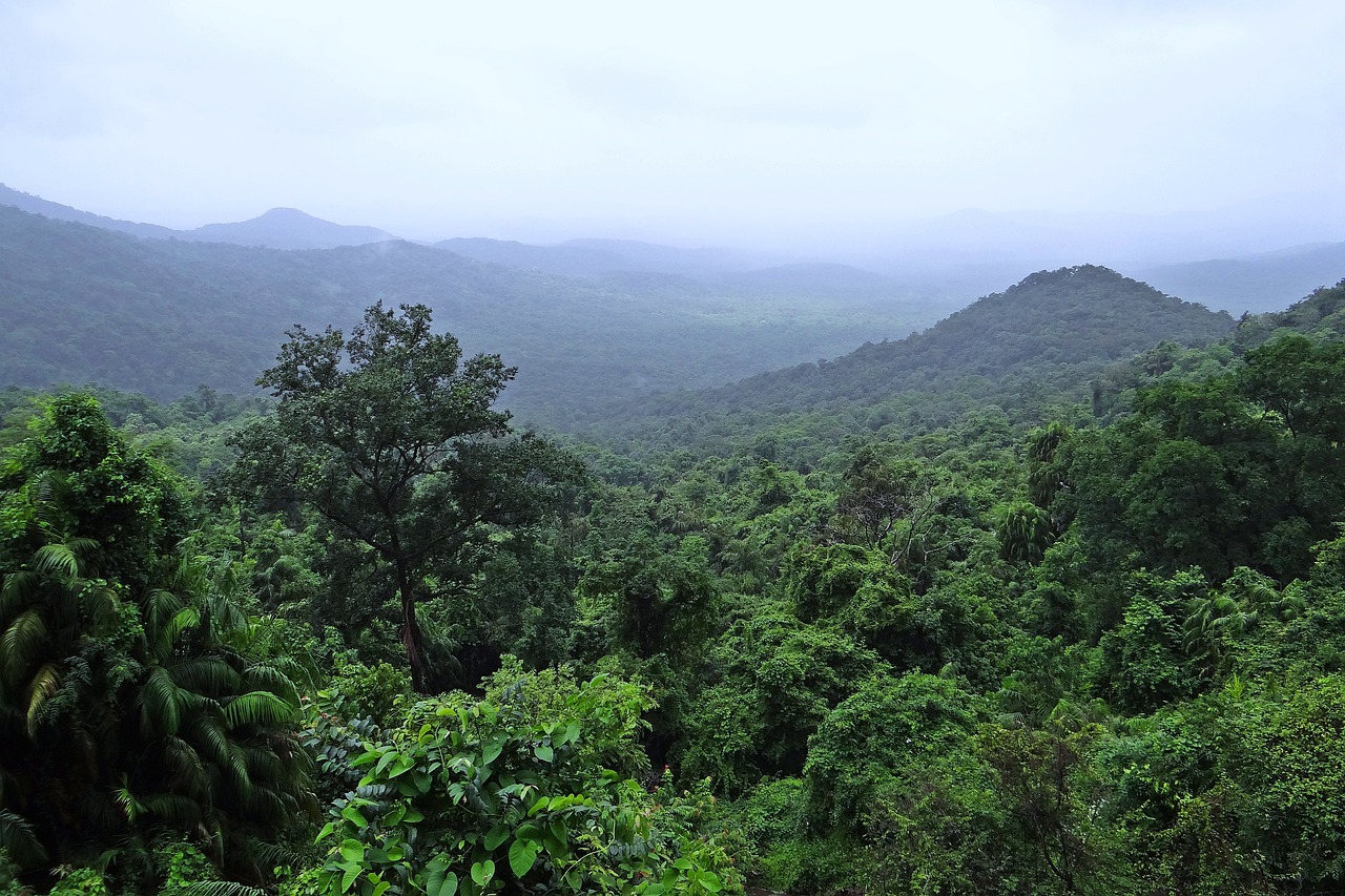 rainforest, mollem national park, western ghats-384944.jpg