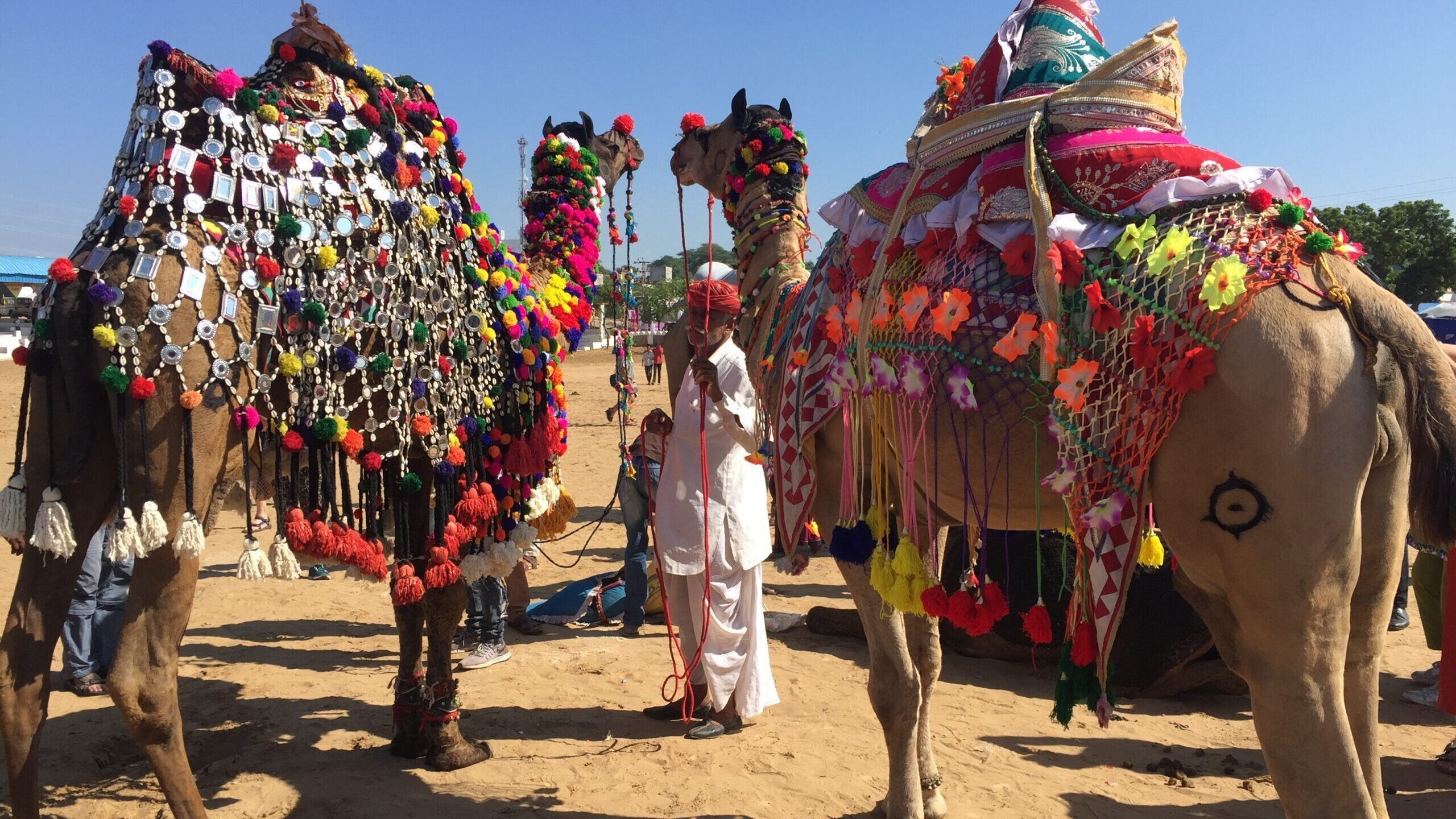 pushkar fair,camel fair,pushkar